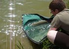 et c'est avec délicatesse que l'on la relache dans son milieu naturelle