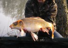 que dire de se fish magnifique petite koi avec des voiles splendide