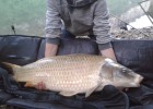 superbe poisson albinos vu à plusieurs reprises jammais prise...